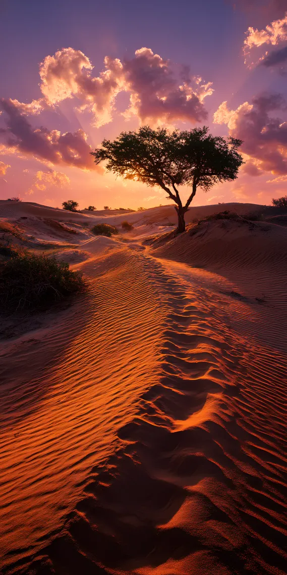 沙海孤树，落日熔金