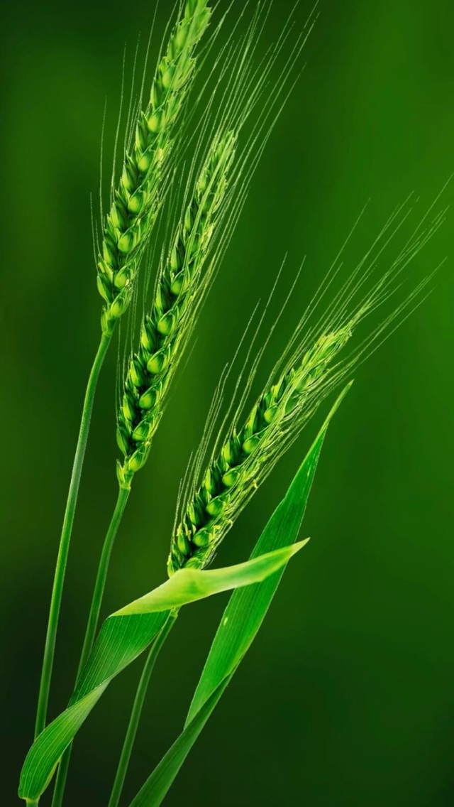 麦穗摇摆