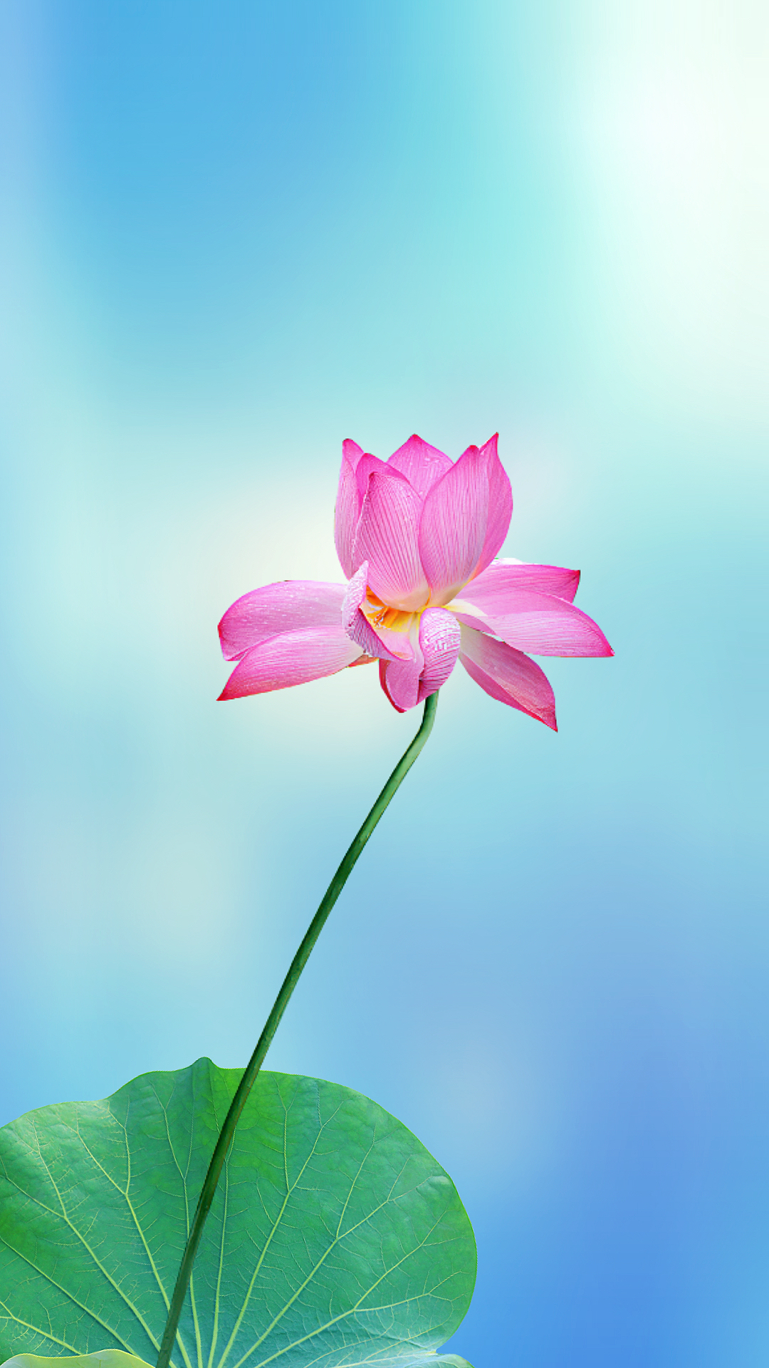 荷花静态壁纸