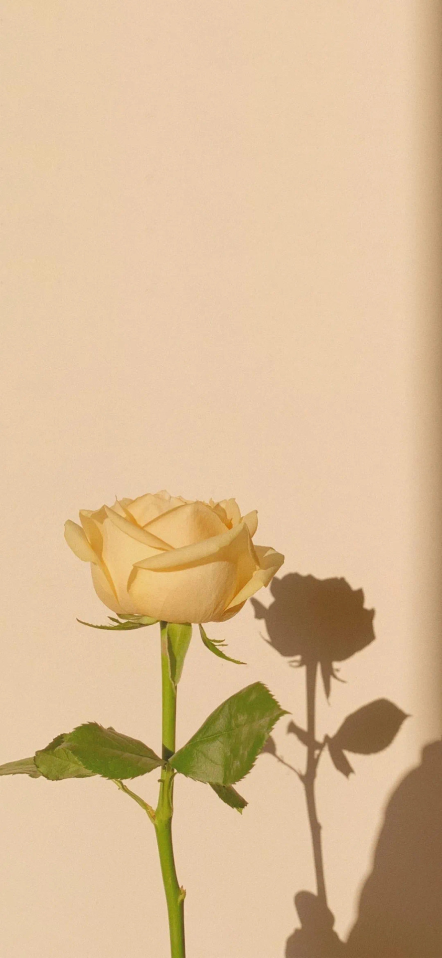 花?