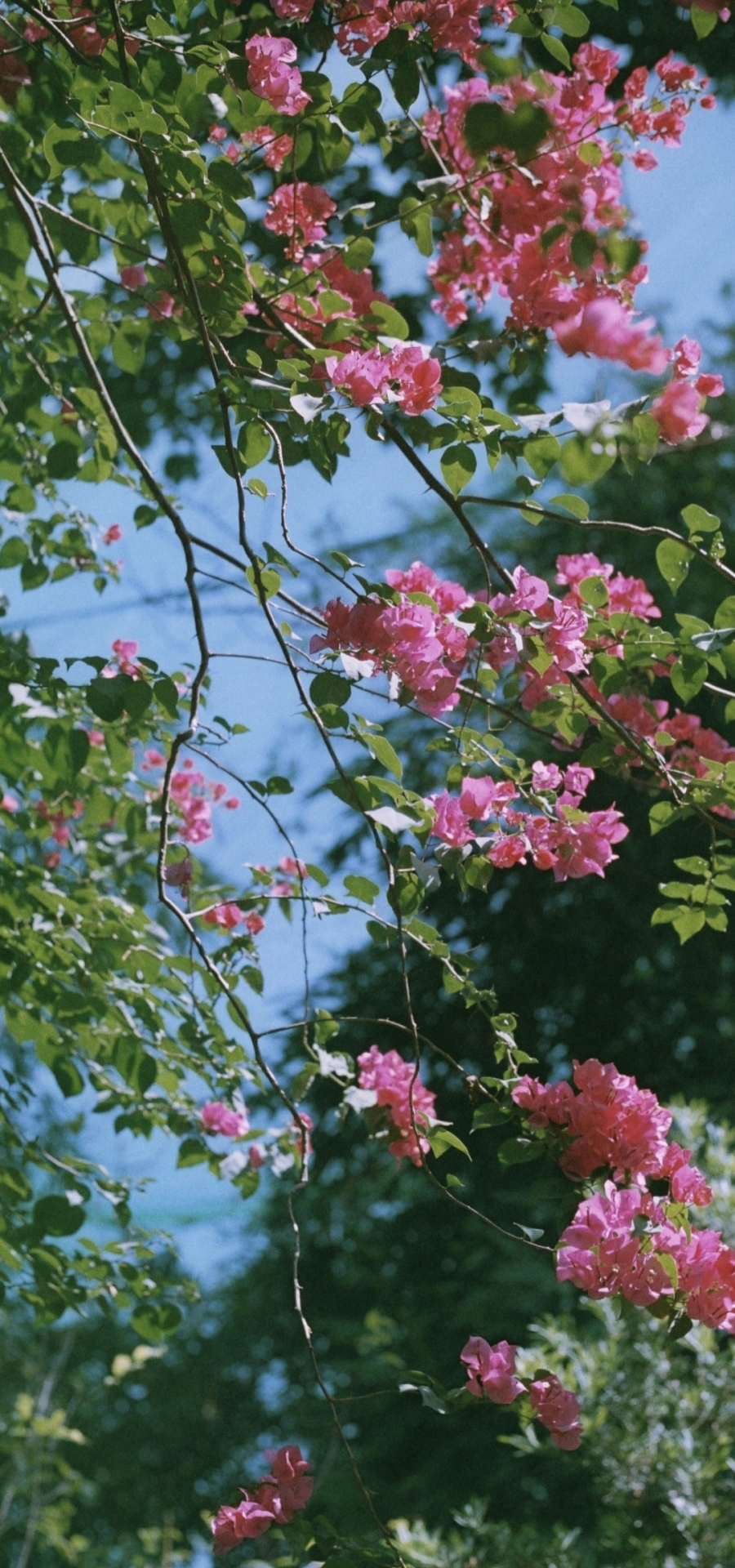清新自然花瓣