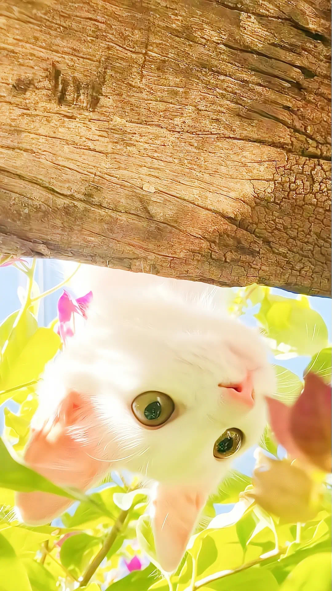 貓咪