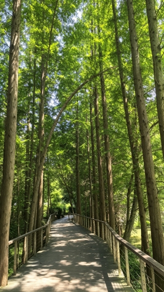 树林木道自然风光手机壁纸