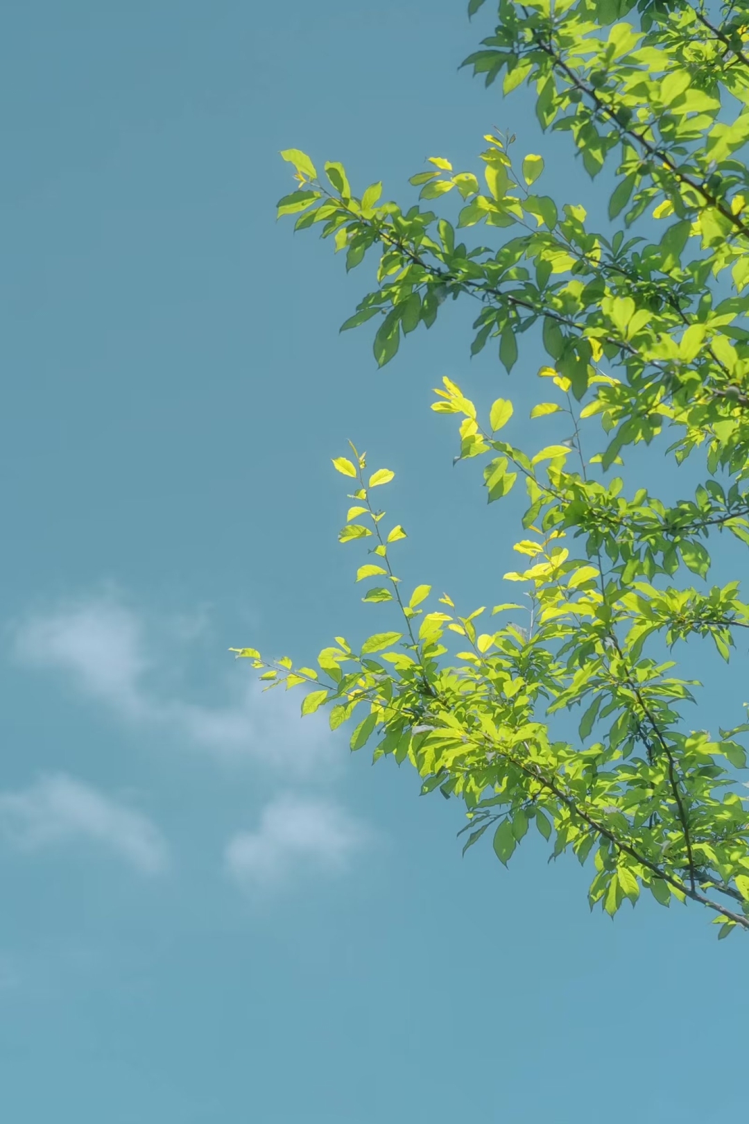 藍天的映襯