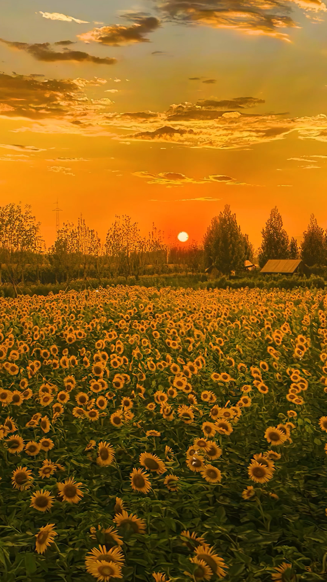 唯美夕陽向日葵