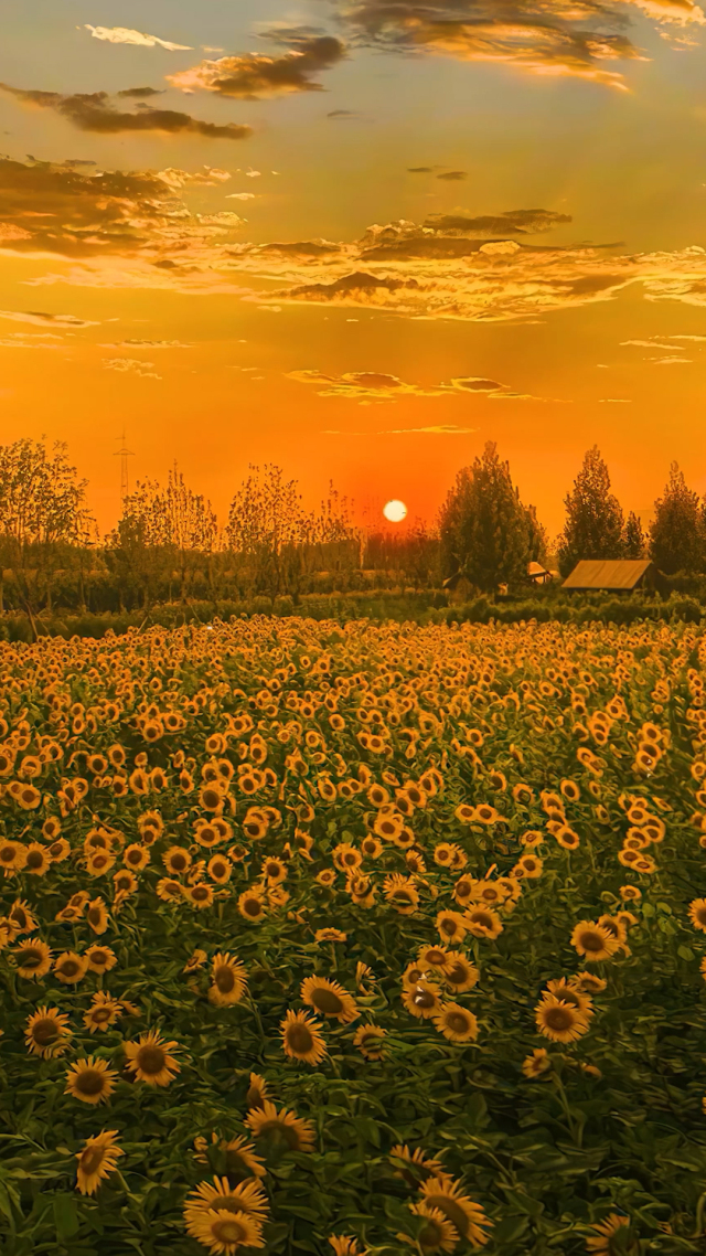 唯美夕陽向日葵