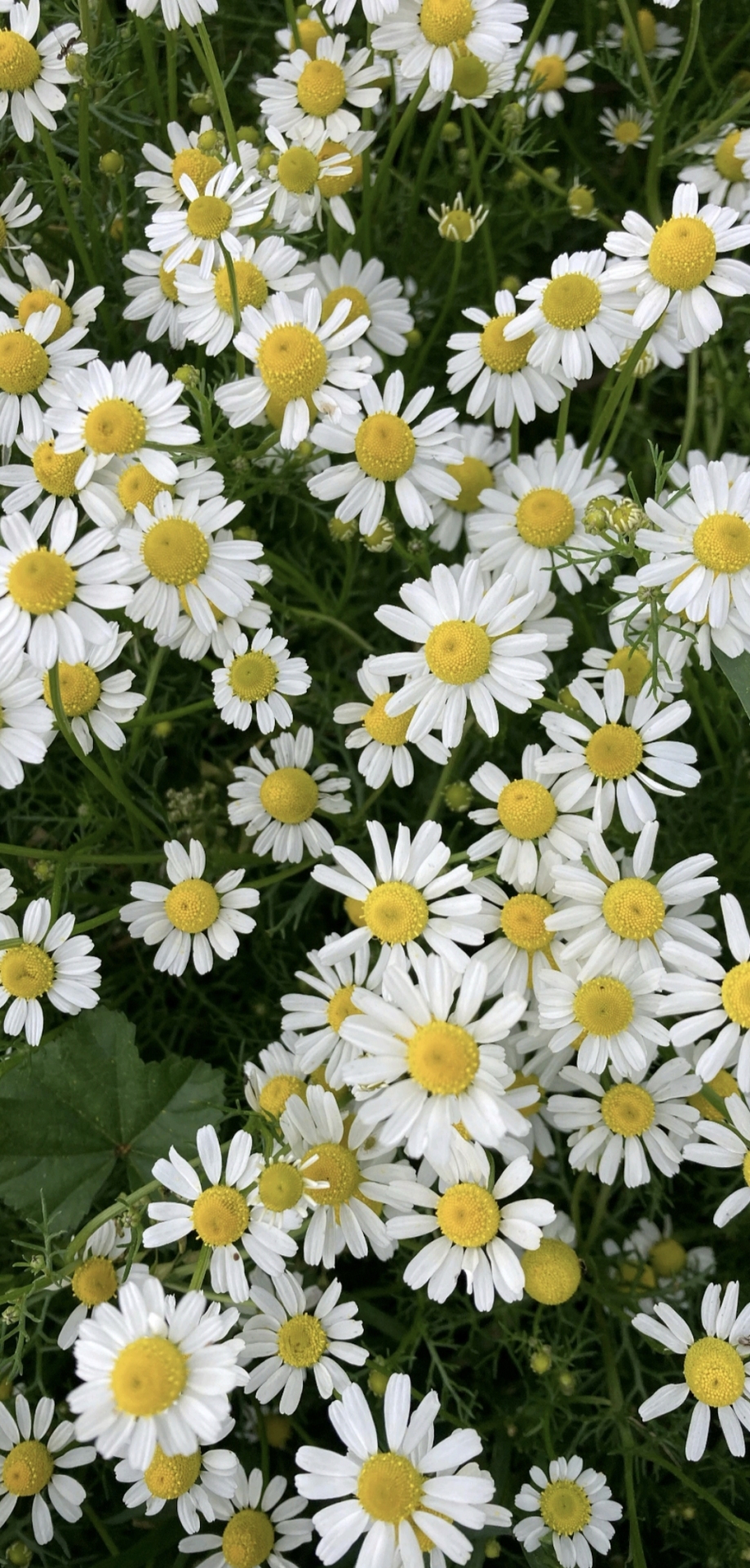 菊花 花海