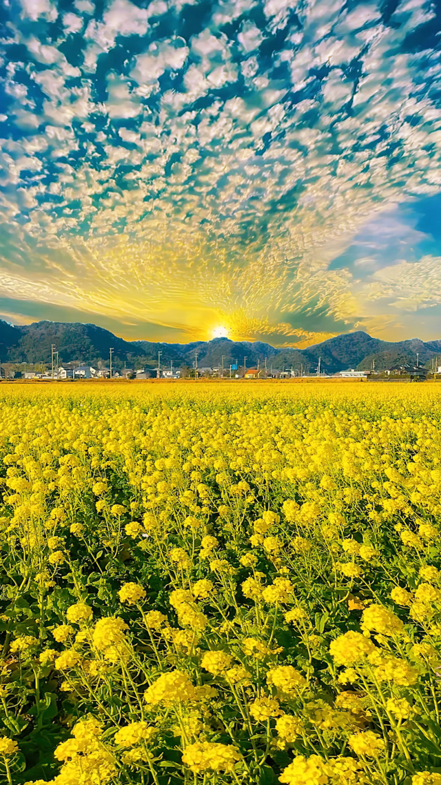 唯美黃昏油菜花