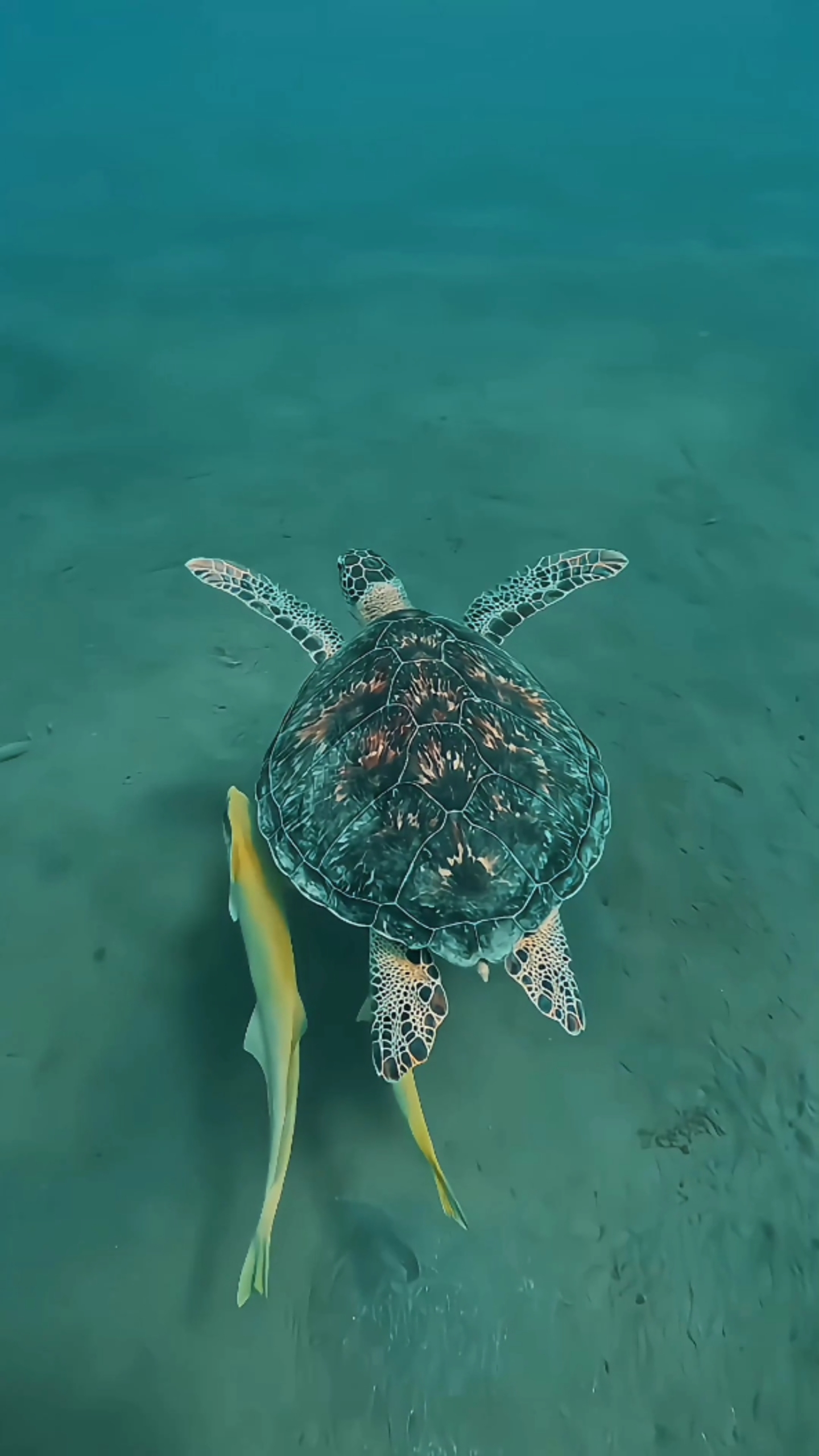 悠閑的海龜4k