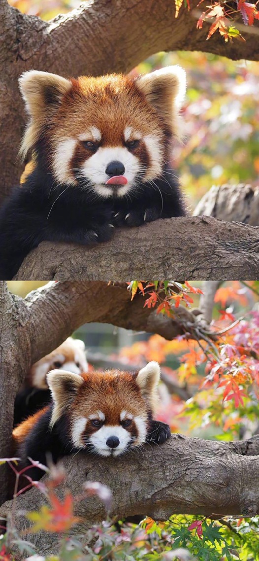 小浣熊