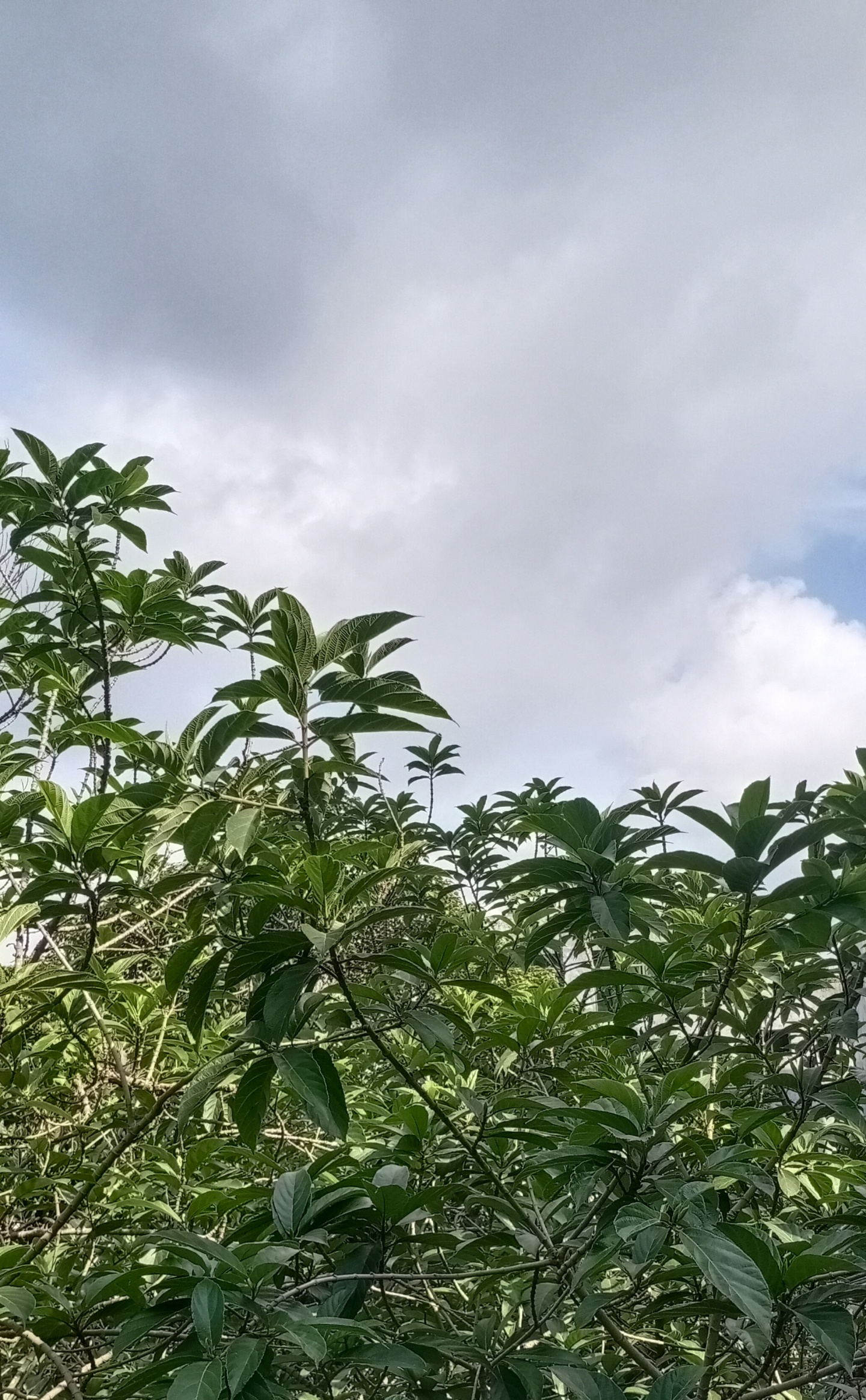 自然景觀