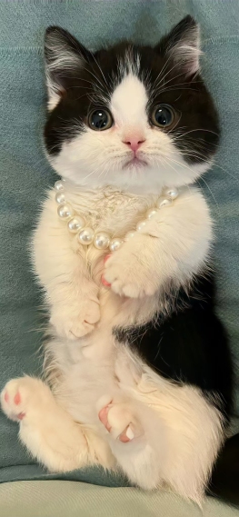 猫猫公主
