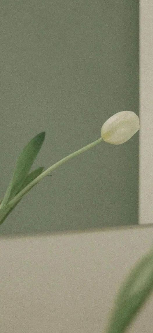 白色的花
