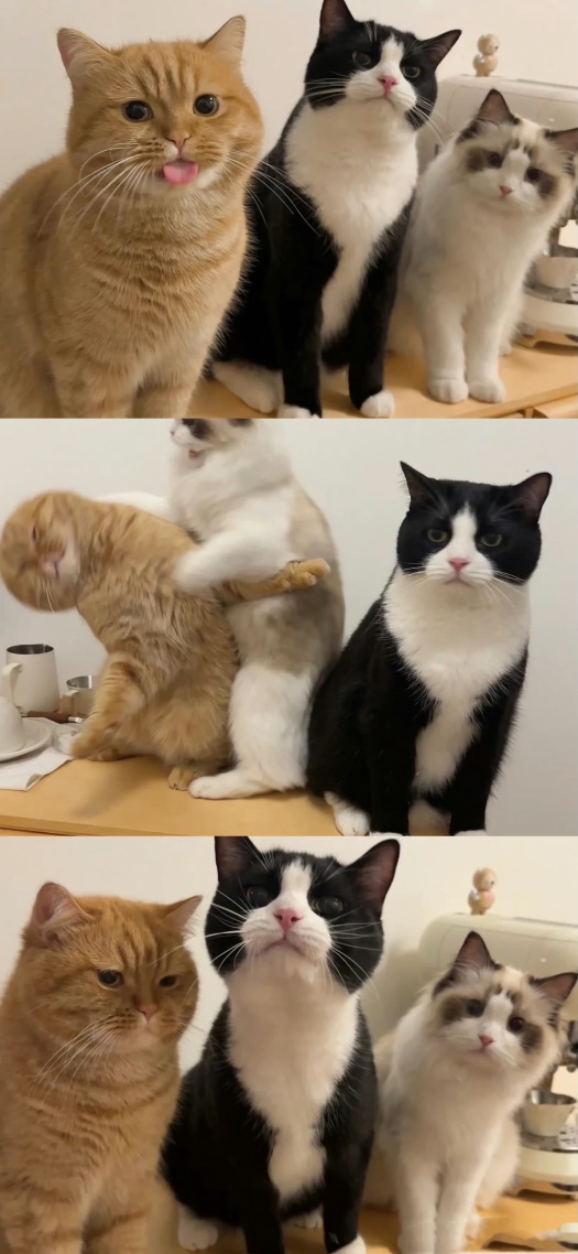 猫咪   071301