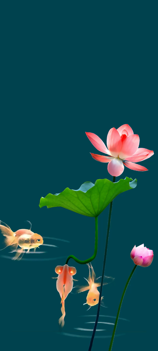 荷花 金魚 4K