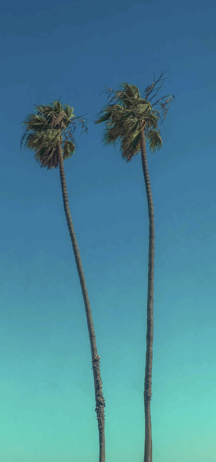 风景树