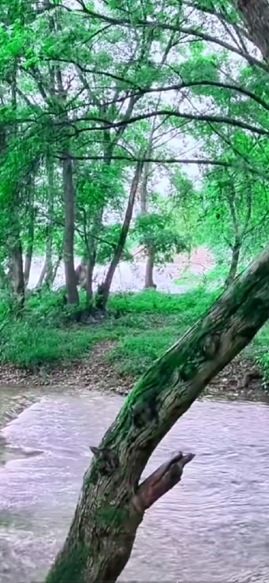 清新自然风景