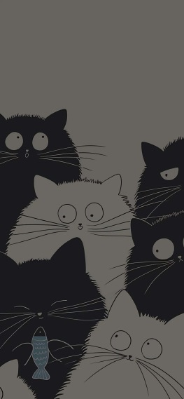 猫猫