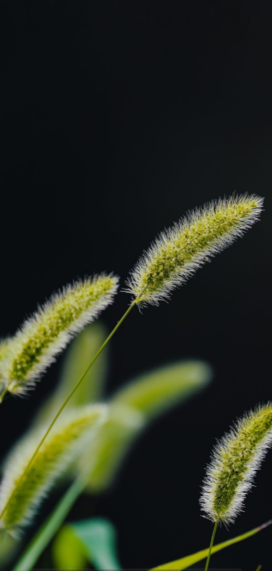 毛毛草
