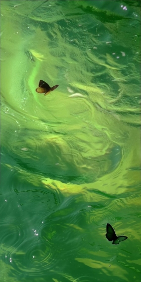绿水蝴蝶