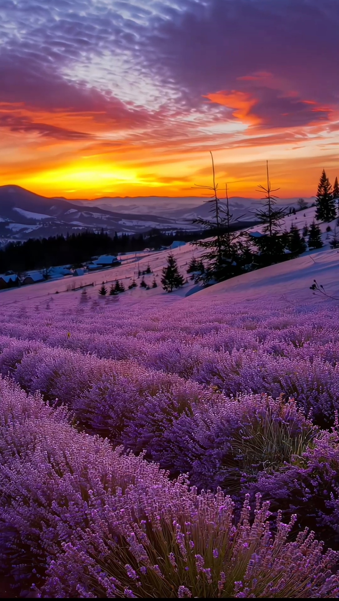 花海