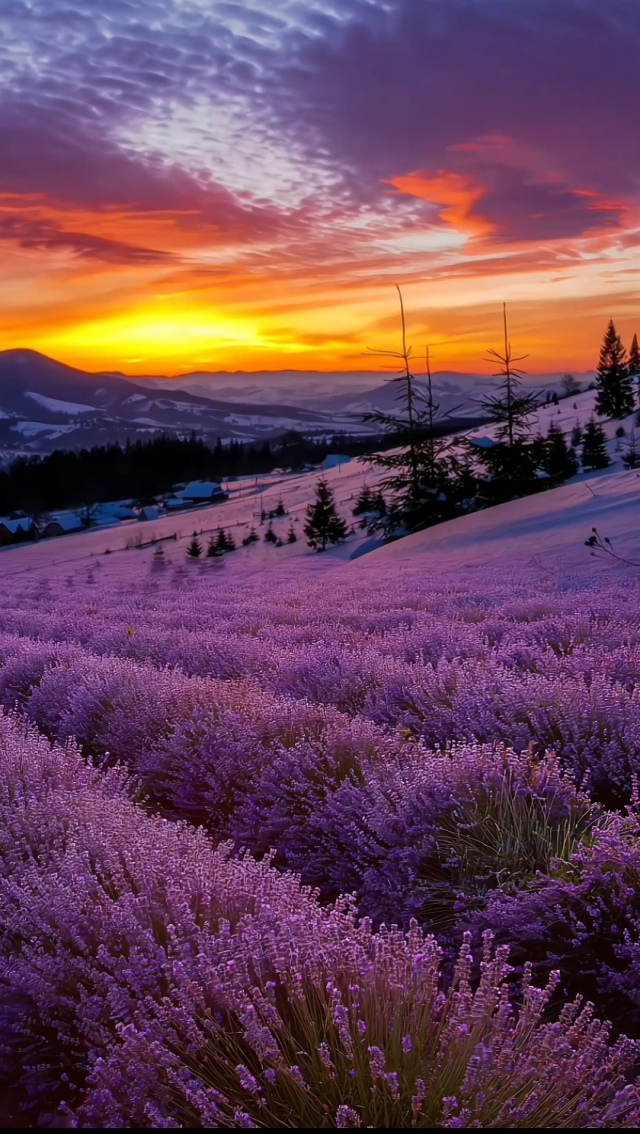 花海