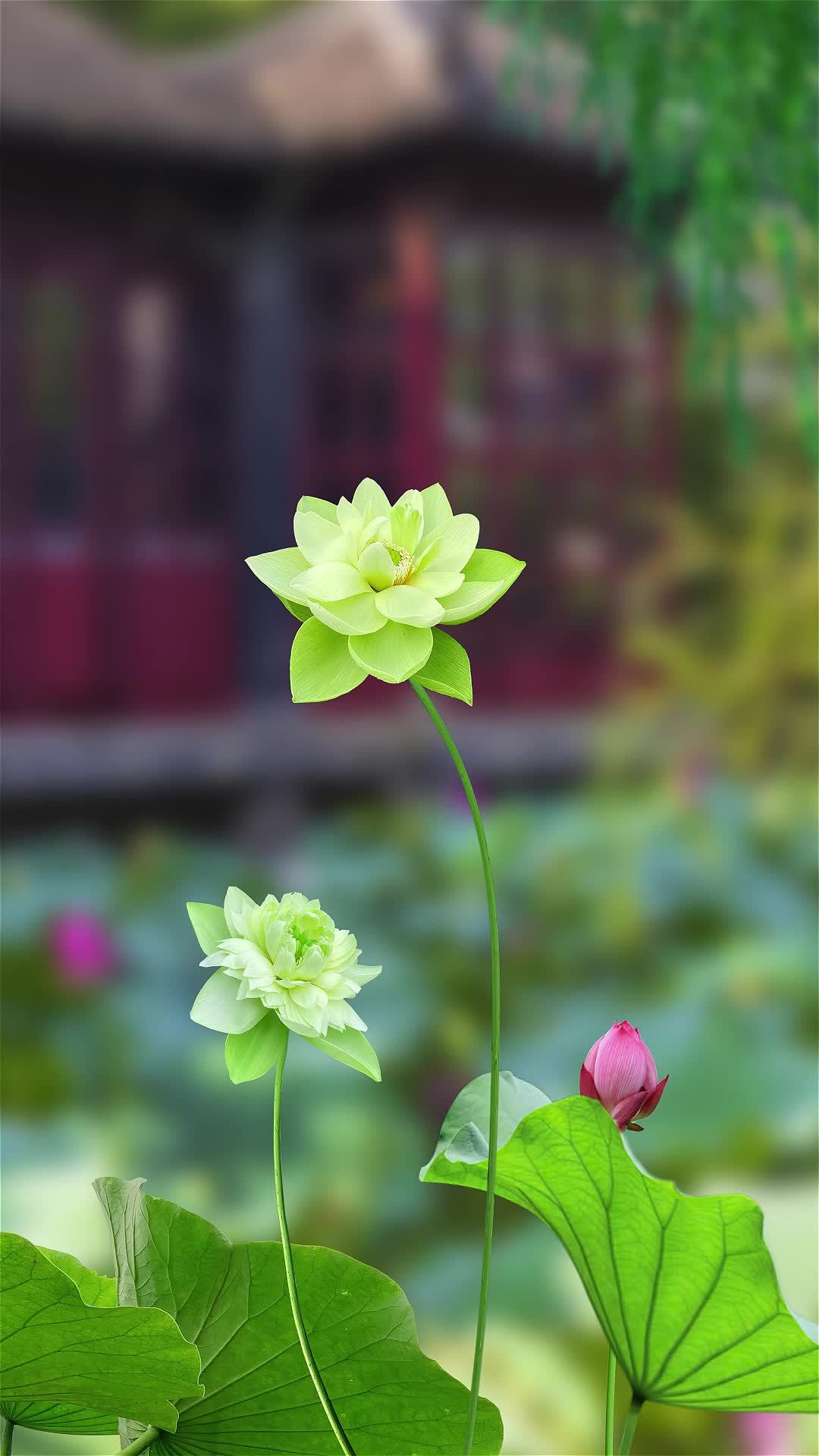 好運連連