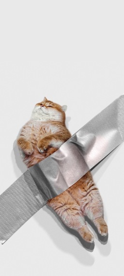 可爱小猫绑着