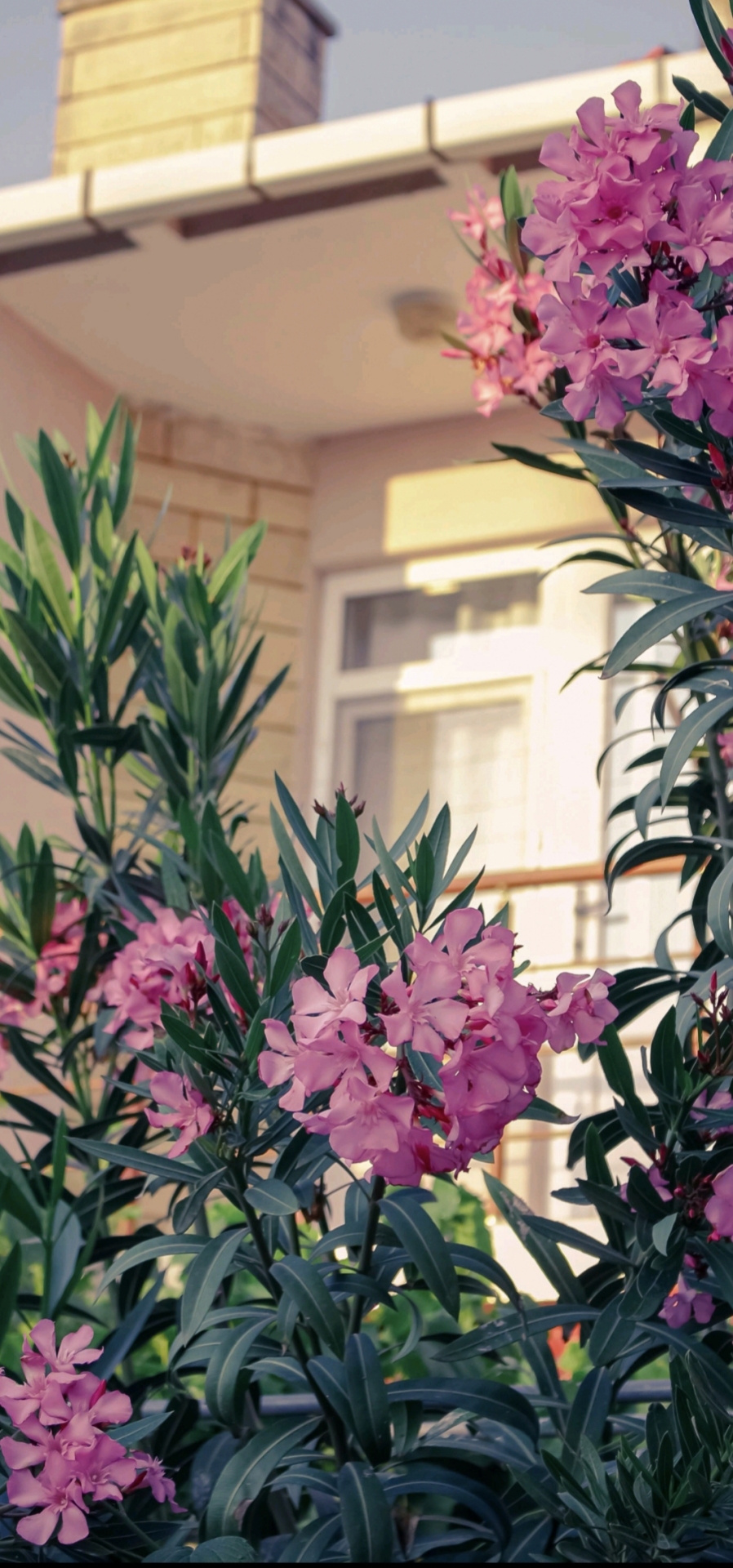 清新花草