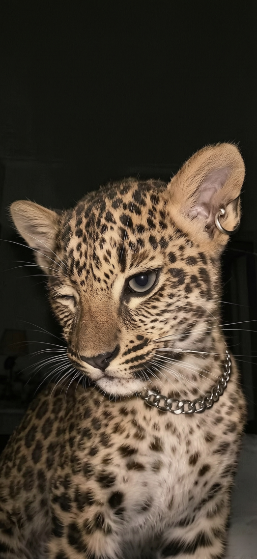 wink豹猫