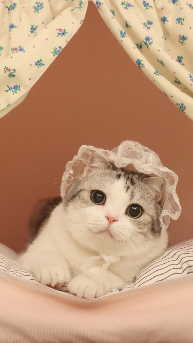 小泡芙猫猫