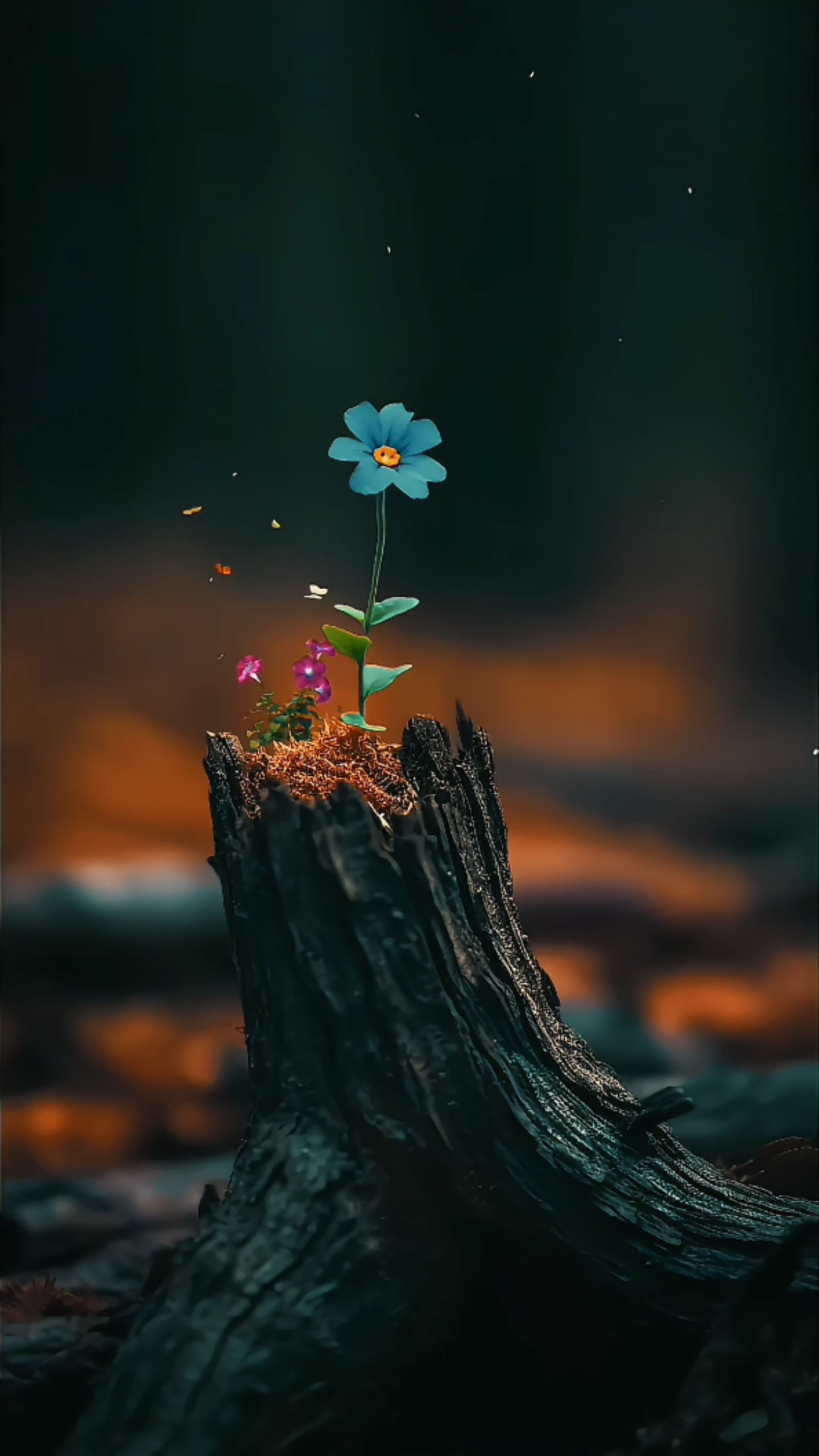 孤單的一朵花