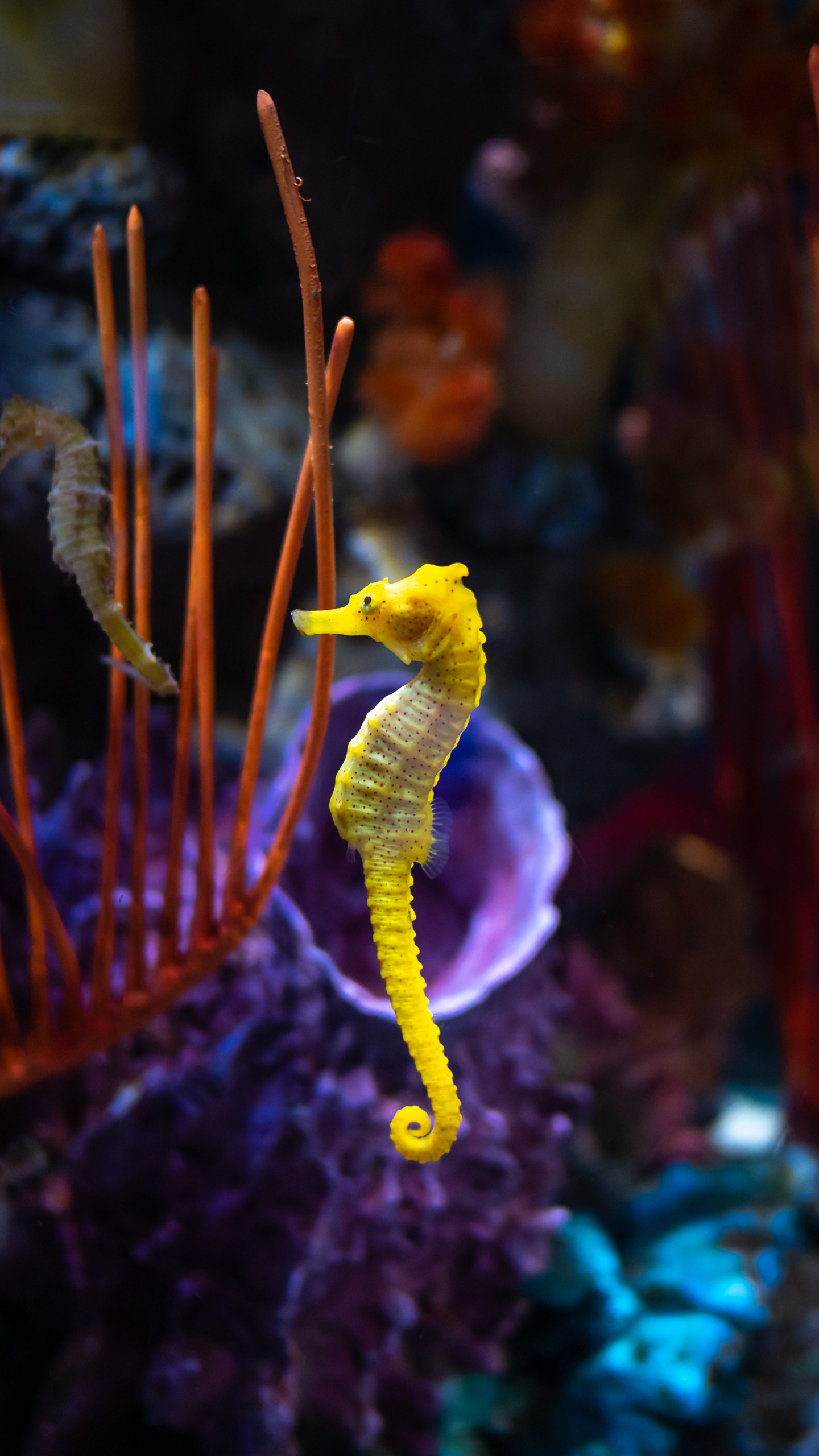 ~海底世界  動物 (1)