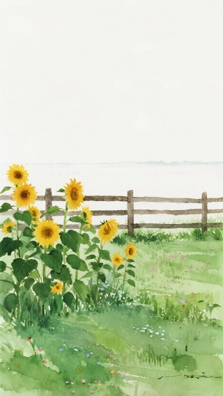 葵花