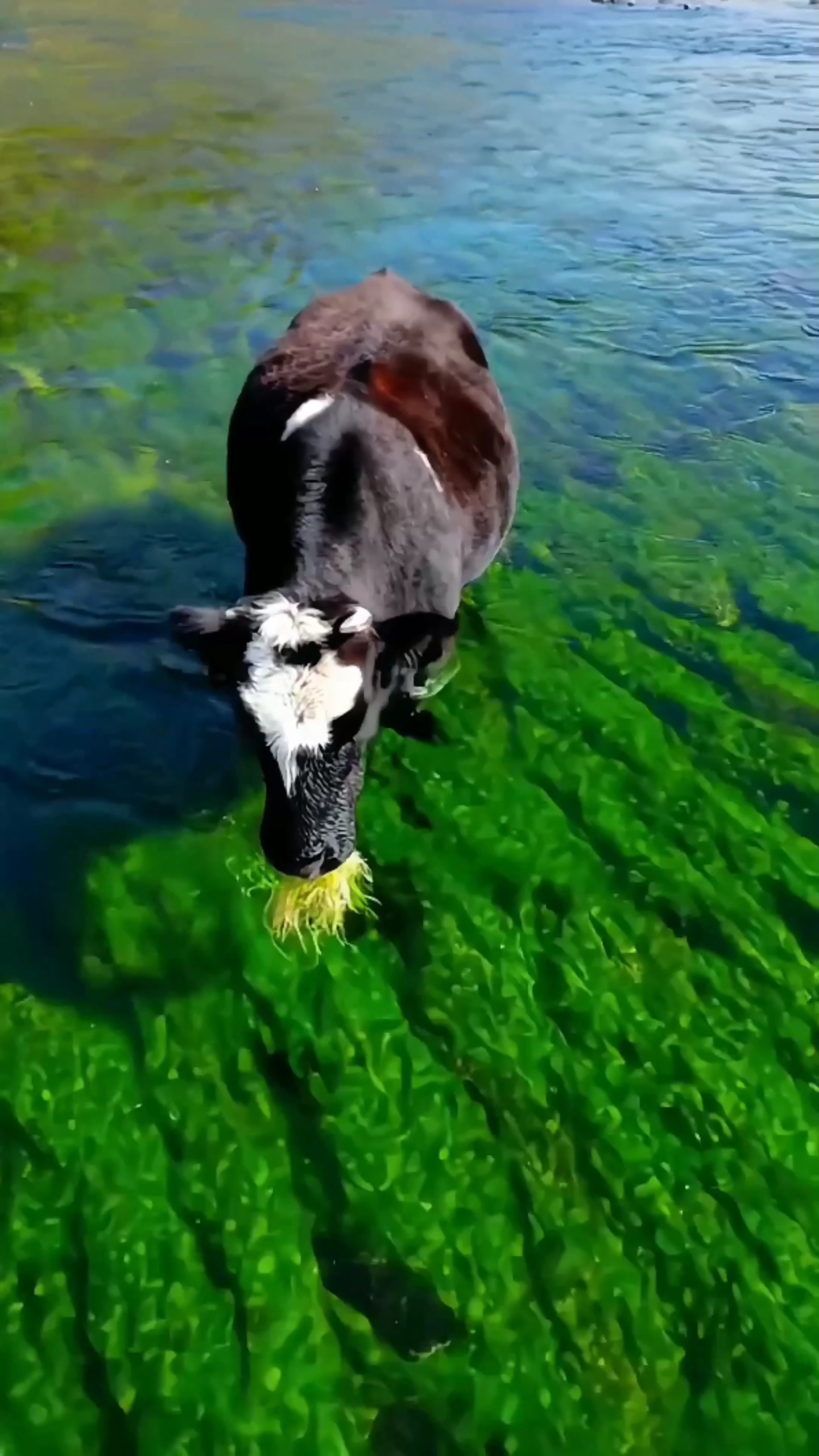 牛氣衝天