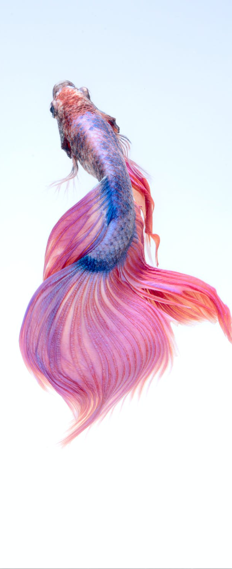 多彩的魚