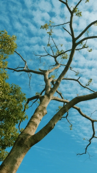 树枝