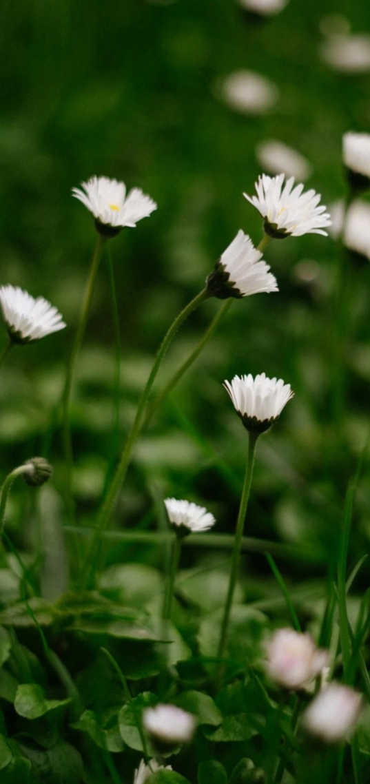 清新護眼花草