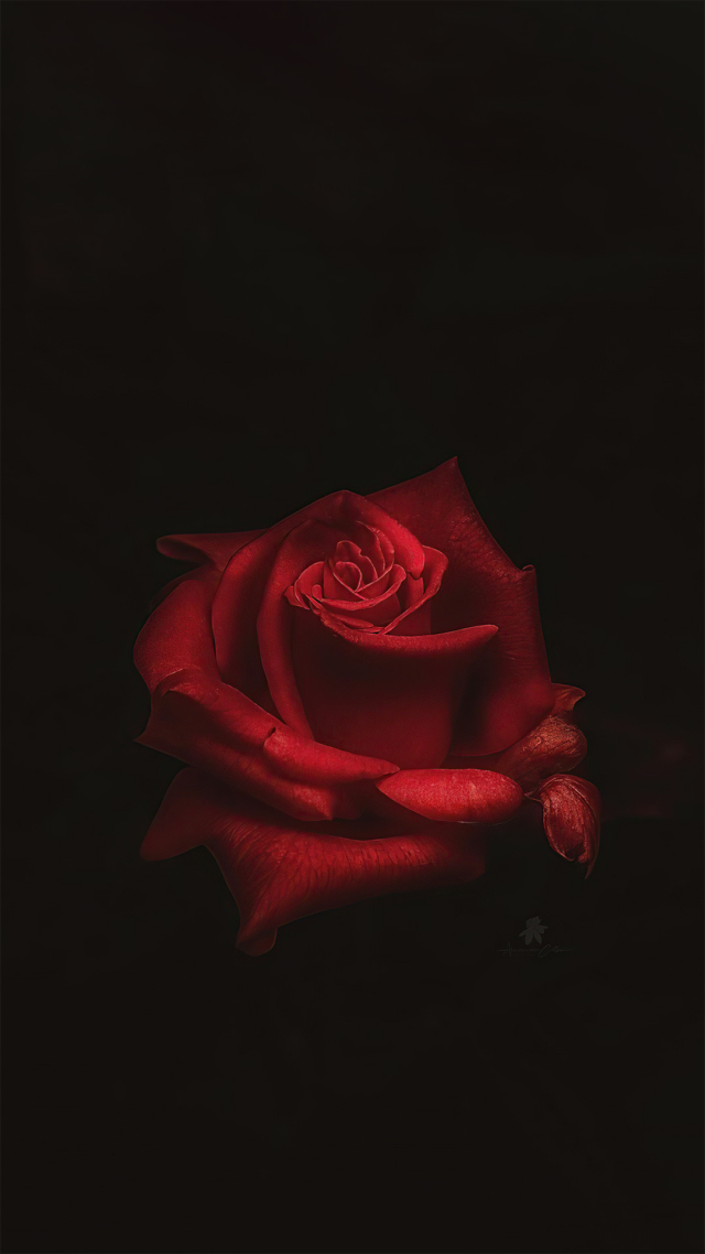 玫瑰花壁纸