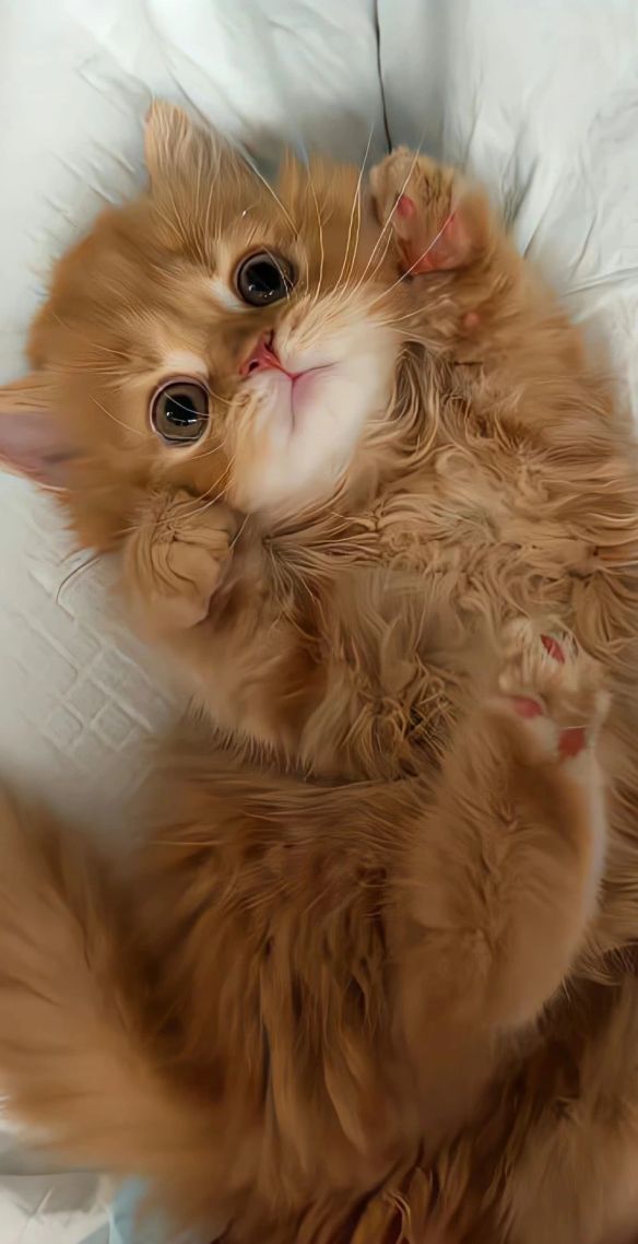 小猫2
