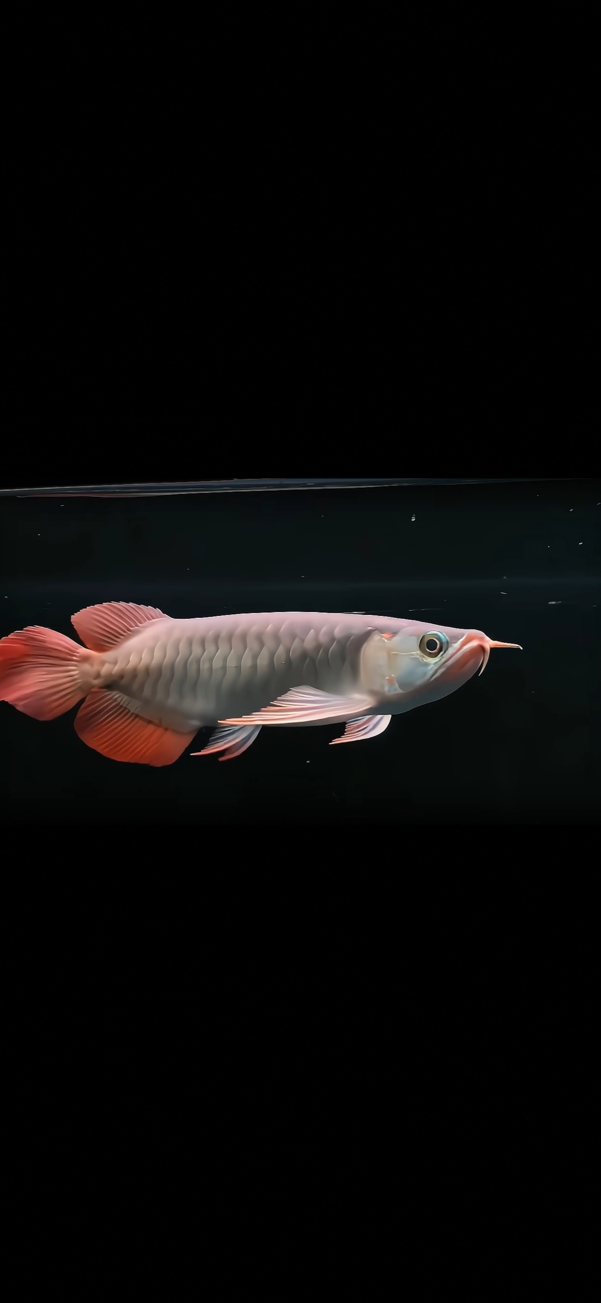 發財金龍魚①