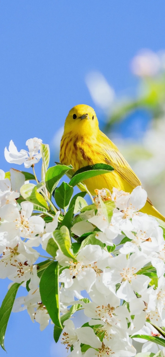 春暖花开