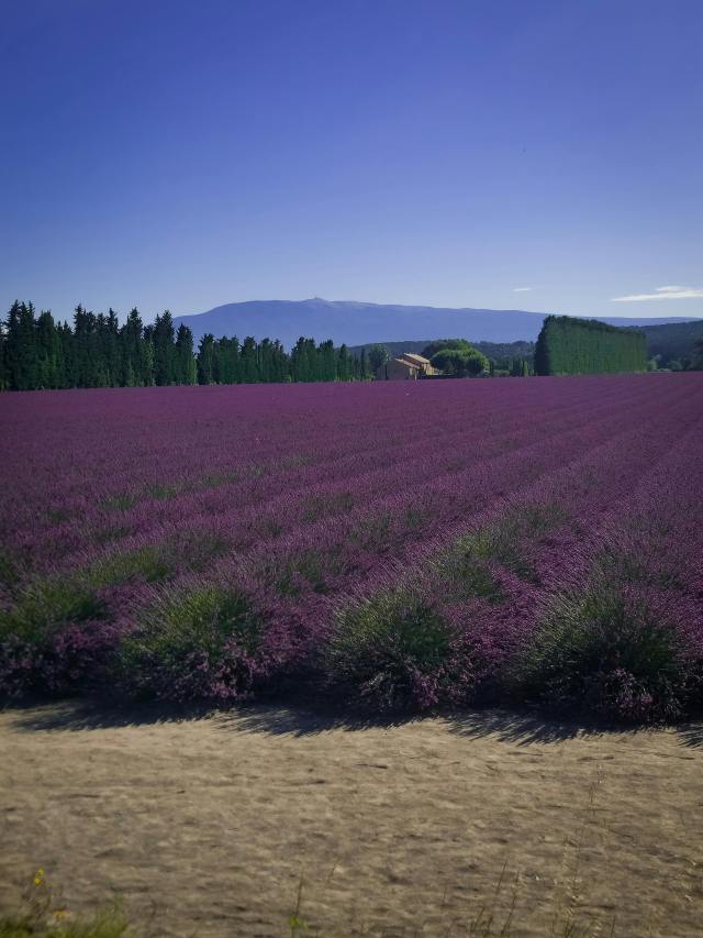 花海