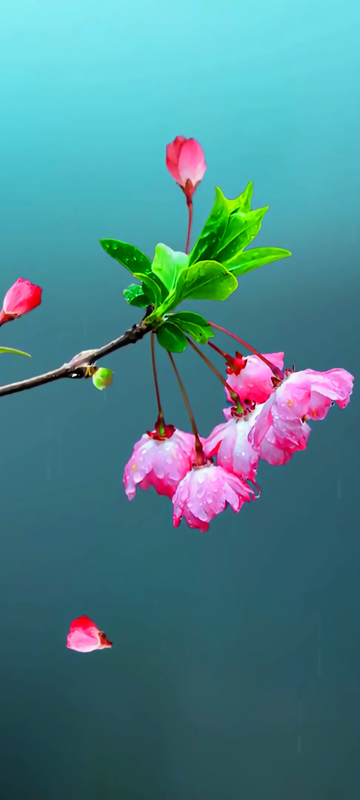 治愈 櫻花 4K