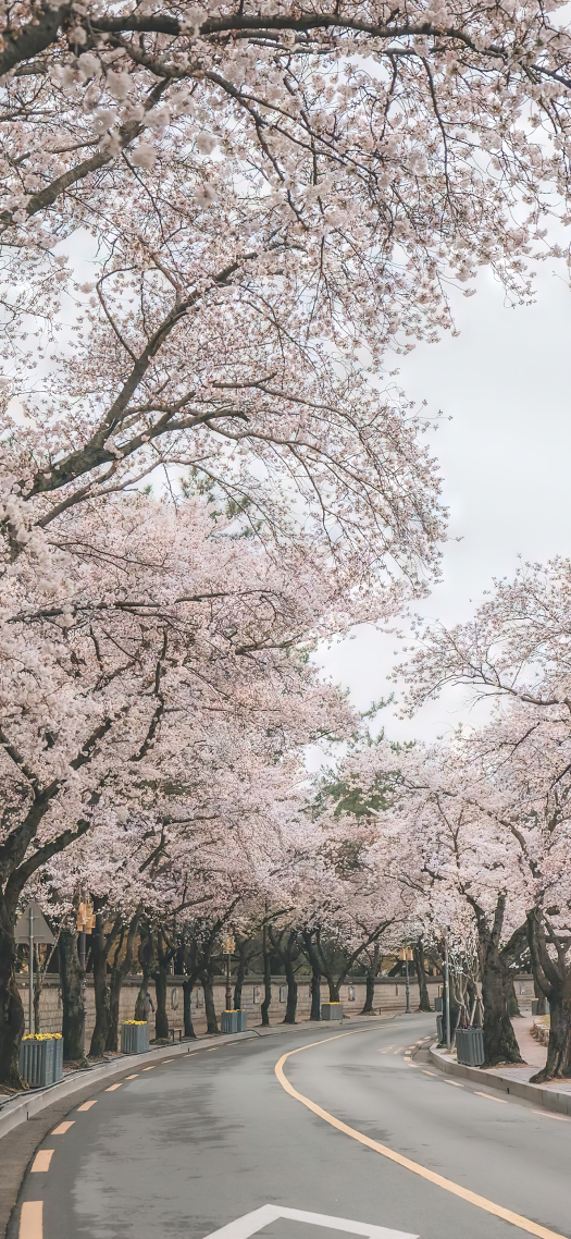 櫻花