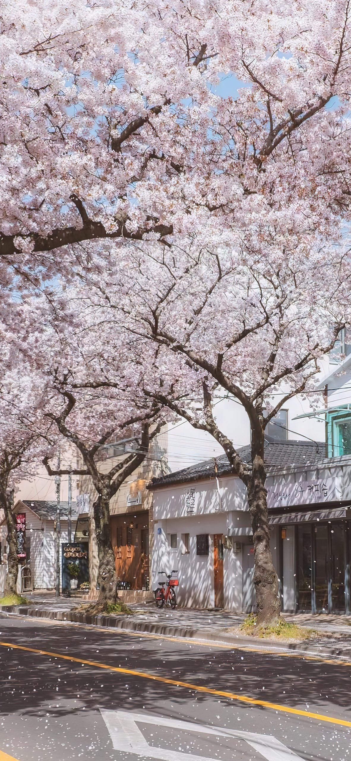 樱花飘落