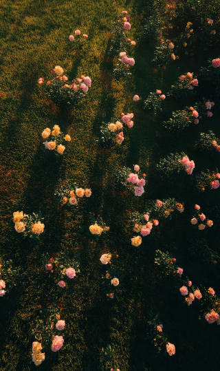 小清新治愈壁纸