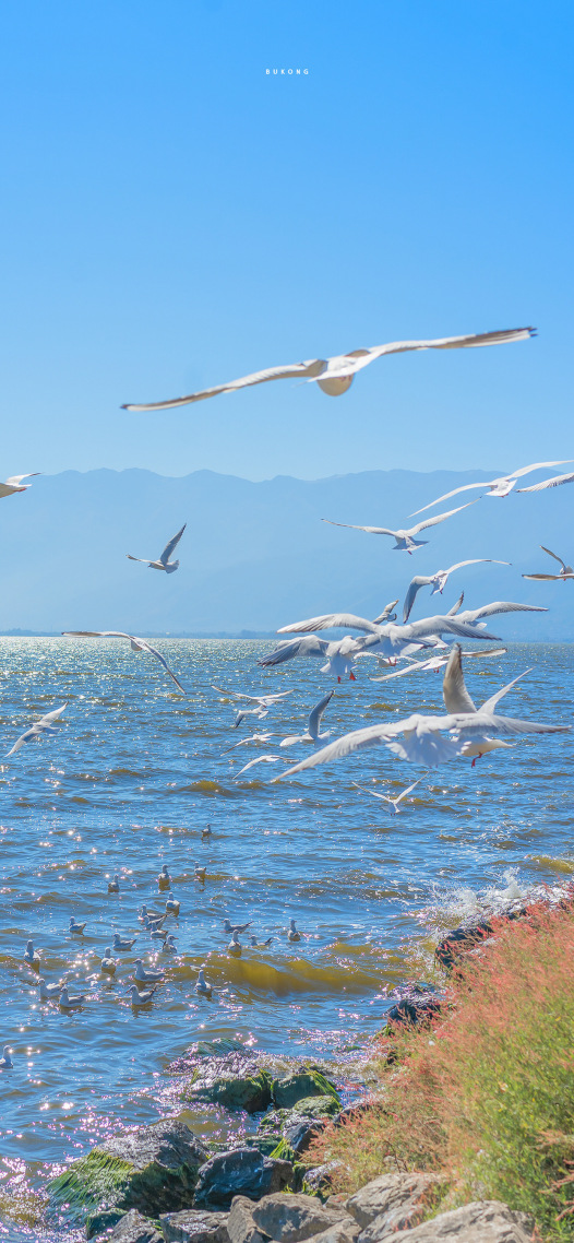 海鷗