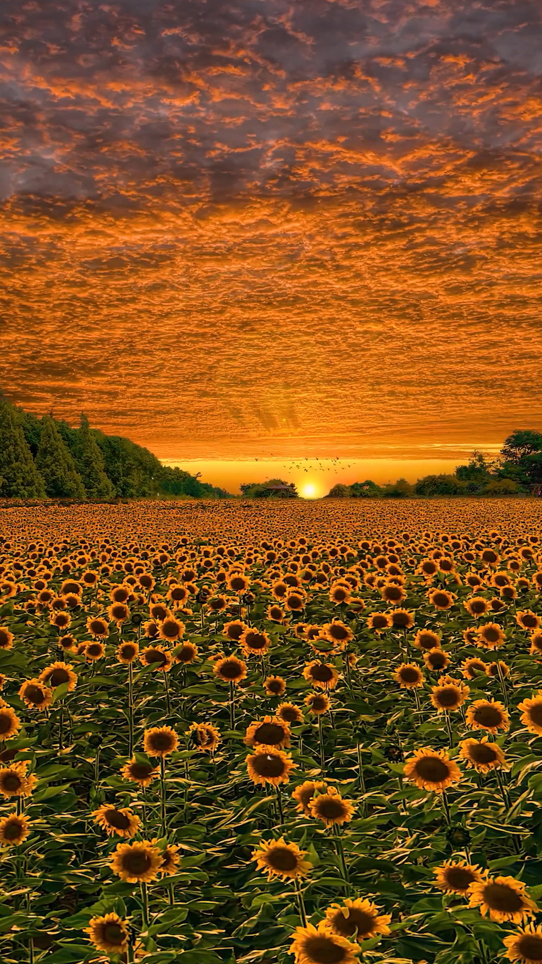 爆款夕陽向日葵花海
