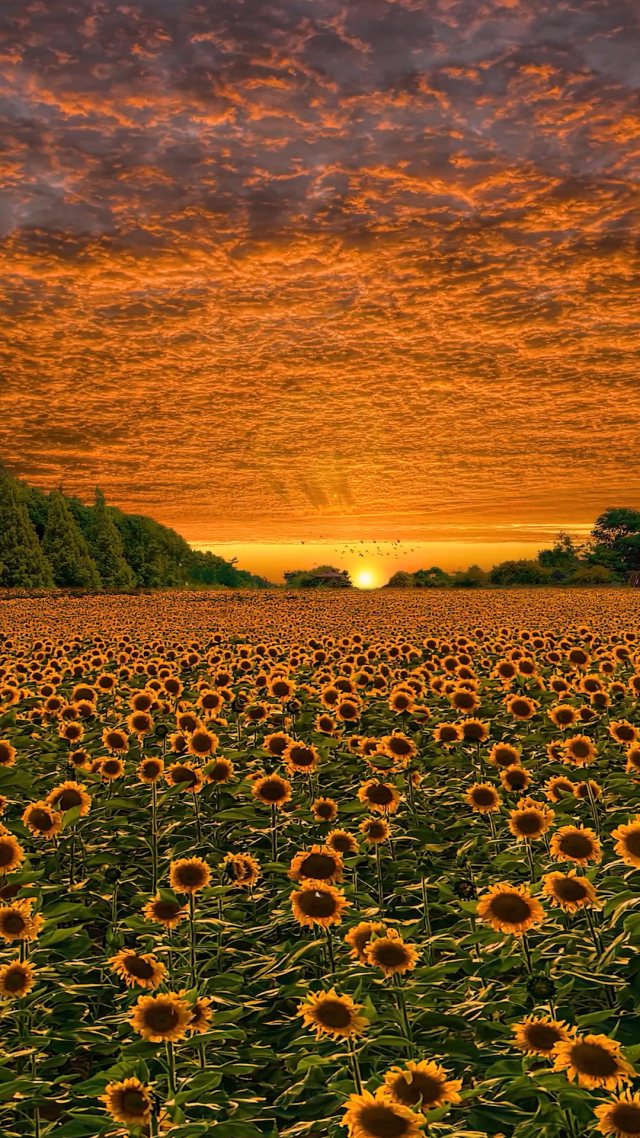 爆款夕陽向日葵花海